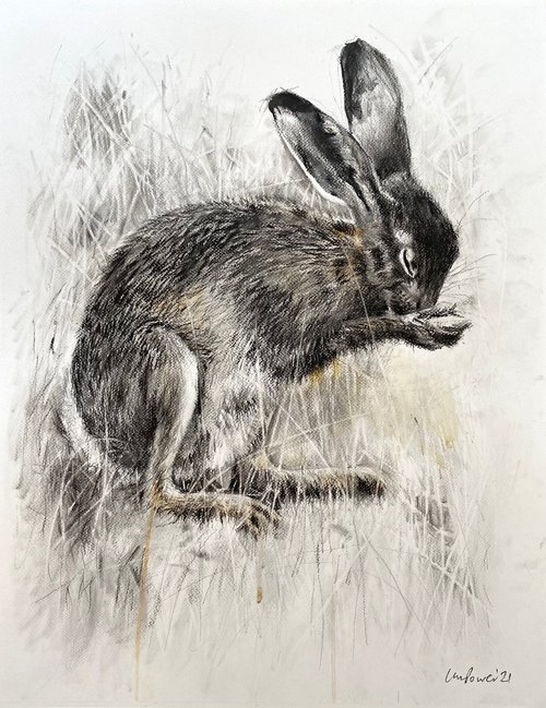 Shy Charcoal Hare by Luci Power