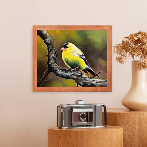 Male yellow goldfinch on a branch