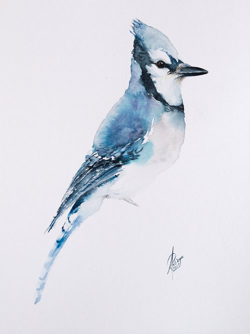Blue Jay by Andrzej Rabiega