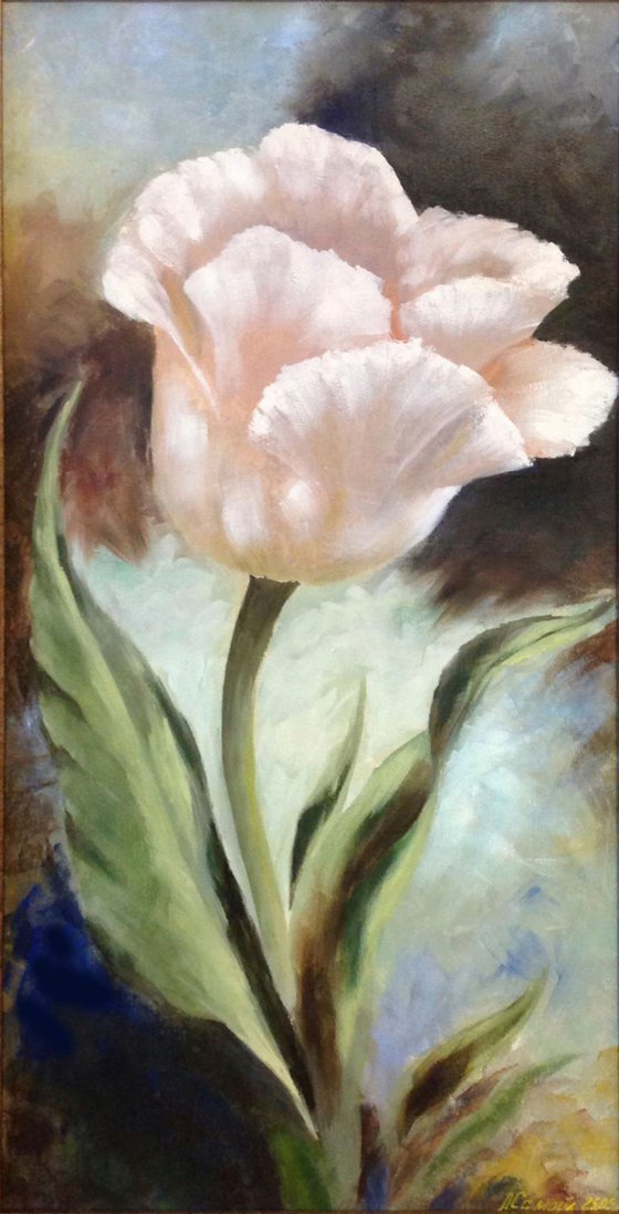 Big pale pink tulip