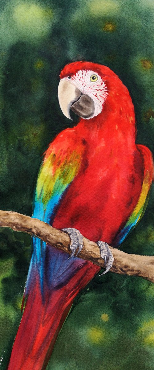 Scarlet macaw by Olga Beliaeva Watercolour