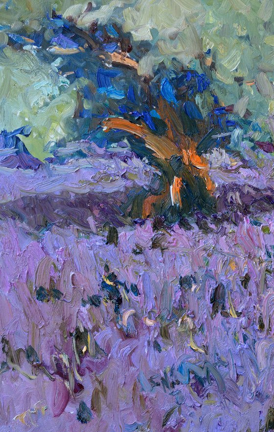 Lavender and Olive Trees