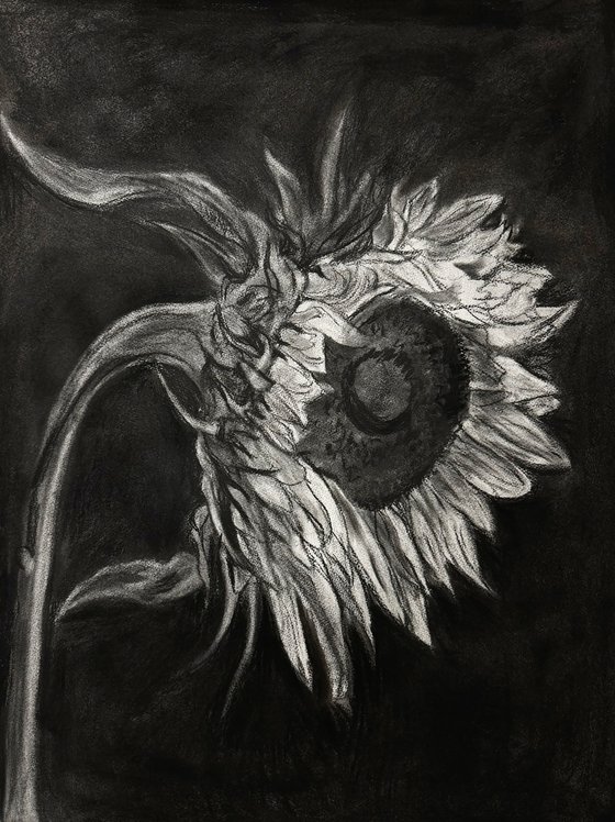 Sunflower In Charcoal