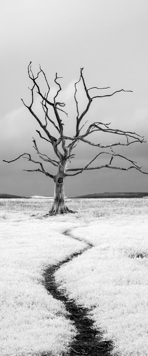 Lone Tree Porlock by Paul Nash