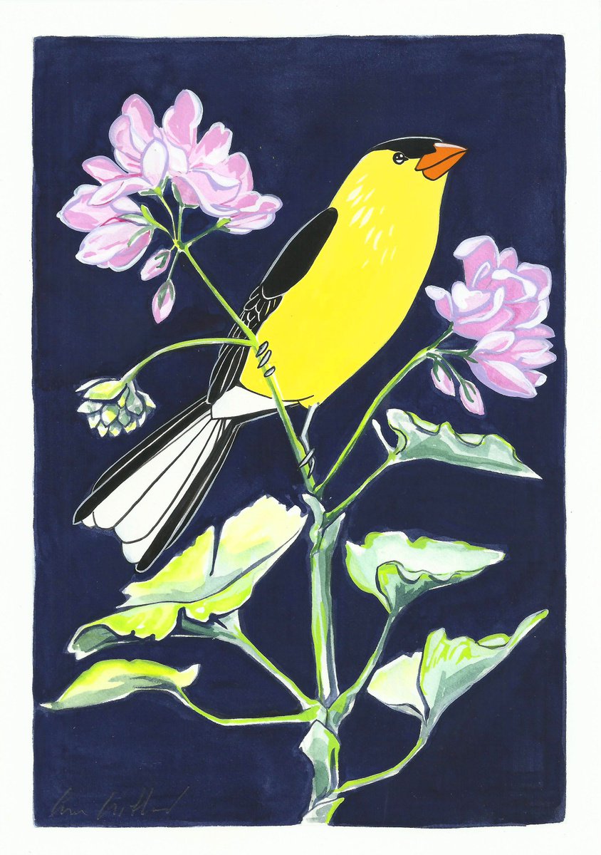 American Goldfinch and Geranium by Fran Giffard
