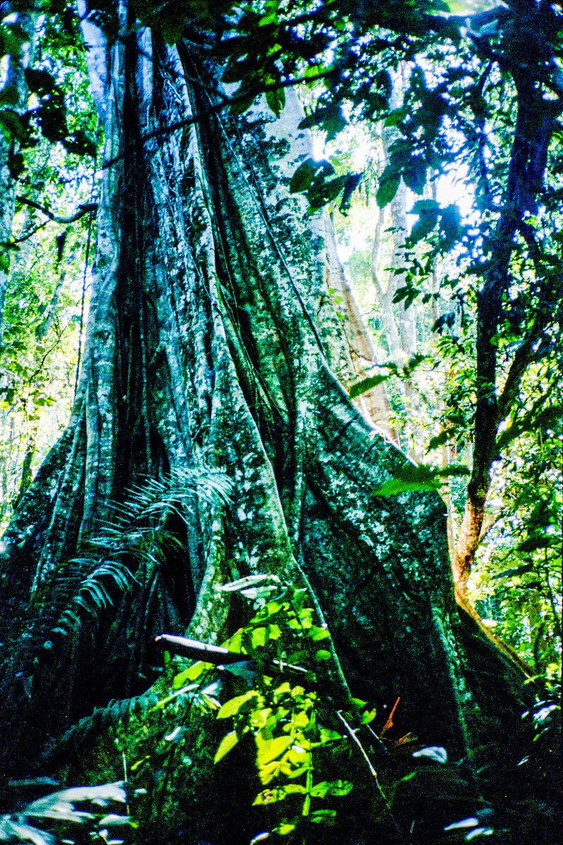 The Amazon Jungle, Peru, Ayahuasca by Georgia Fitzgerald