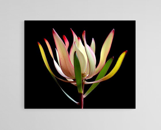 Leucadendron Maui Sunset