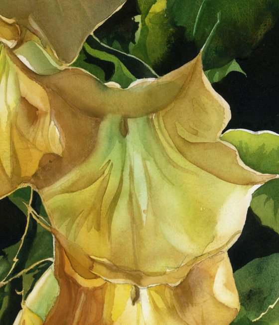 golden brugmansia