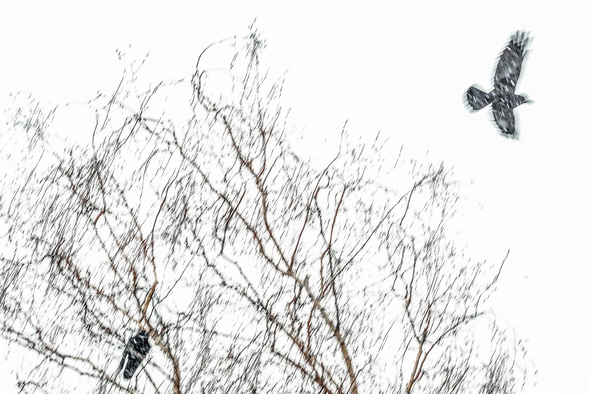 Photorealistic Animal Photograph By Adam Regan, 36 X 24, Rooks In Snow, Original Artwork