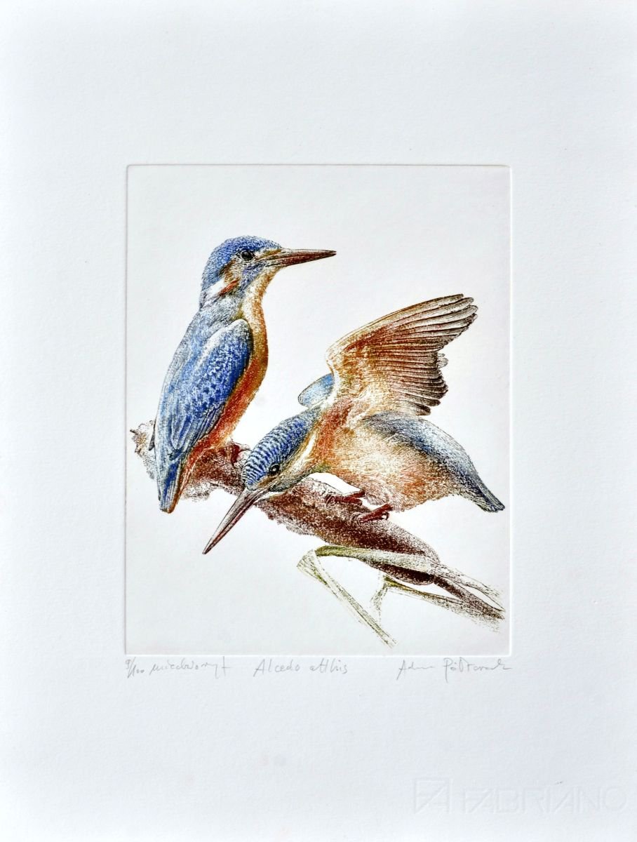 Common kingfisher by Adam Poltorak