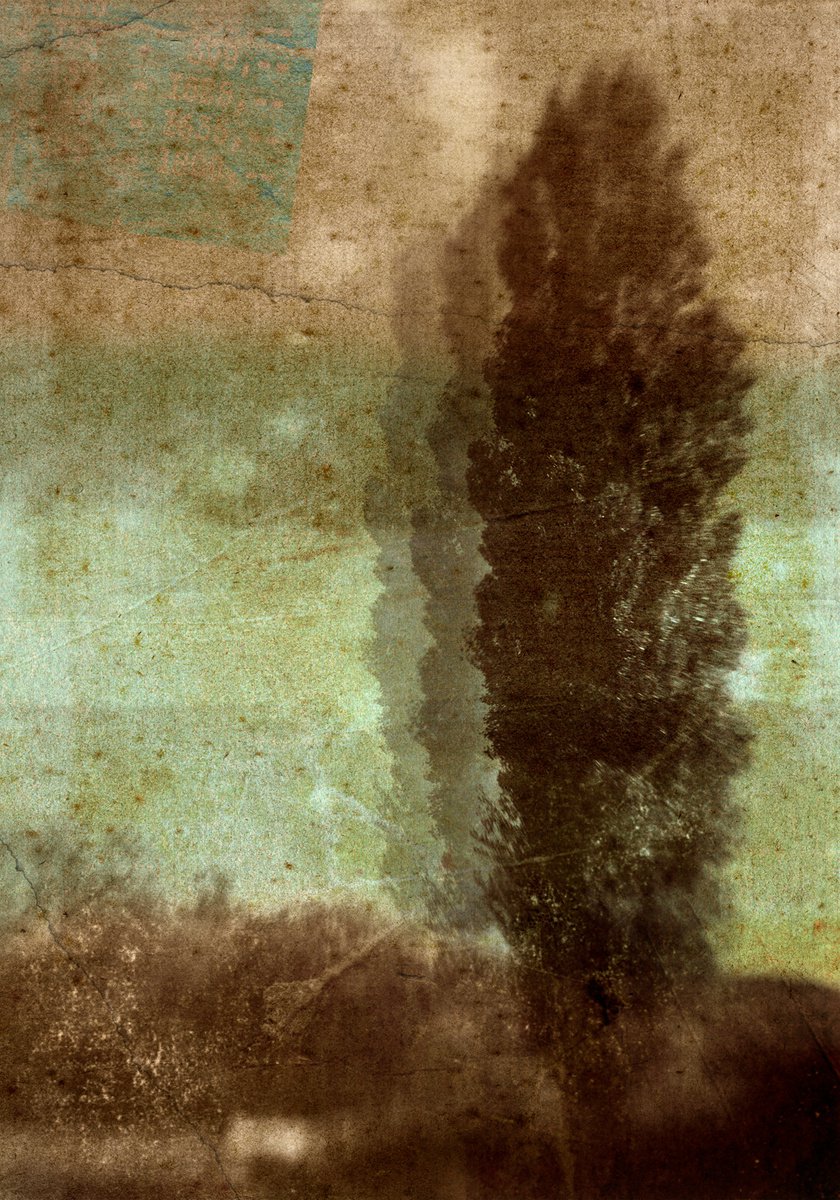 Landscape Photograph By Claire Newman-Williams, 18 X 24, Arboretum, Original Artwork