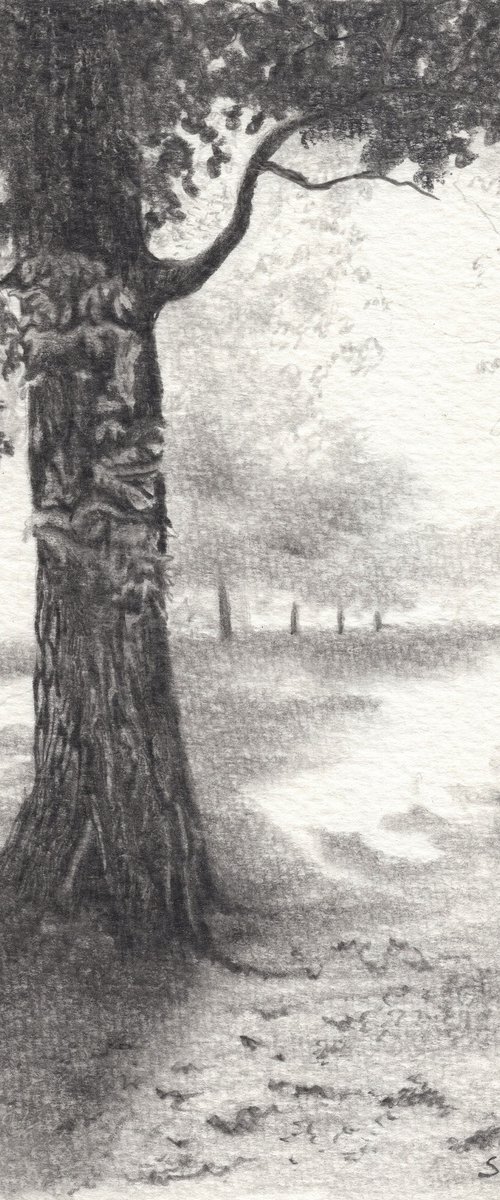 Tree Charcoal Sketch by Shweta  Mahajan