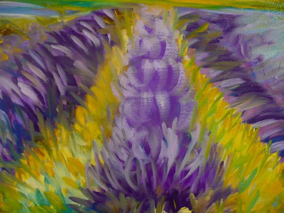 Lavender Fields 2025