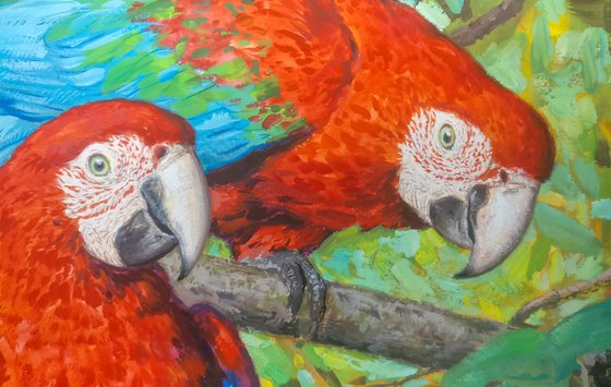 Red macaws