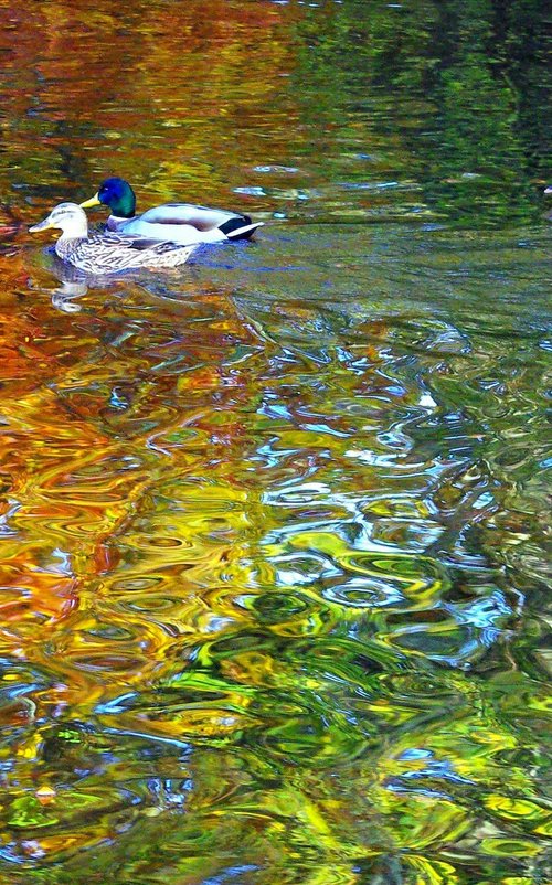 Mallard Duck Reflections by oconnart