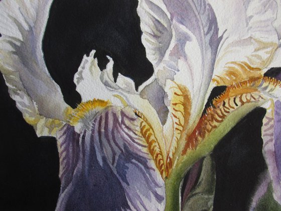 A painting a day #3 "Iris with black"