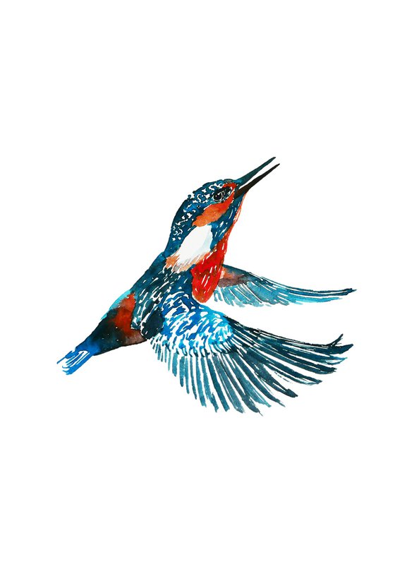 Kingfisher in flight