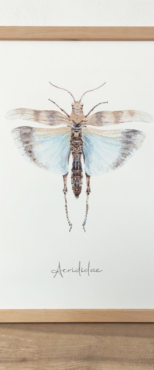 "Acrididae" by Yana Dulger