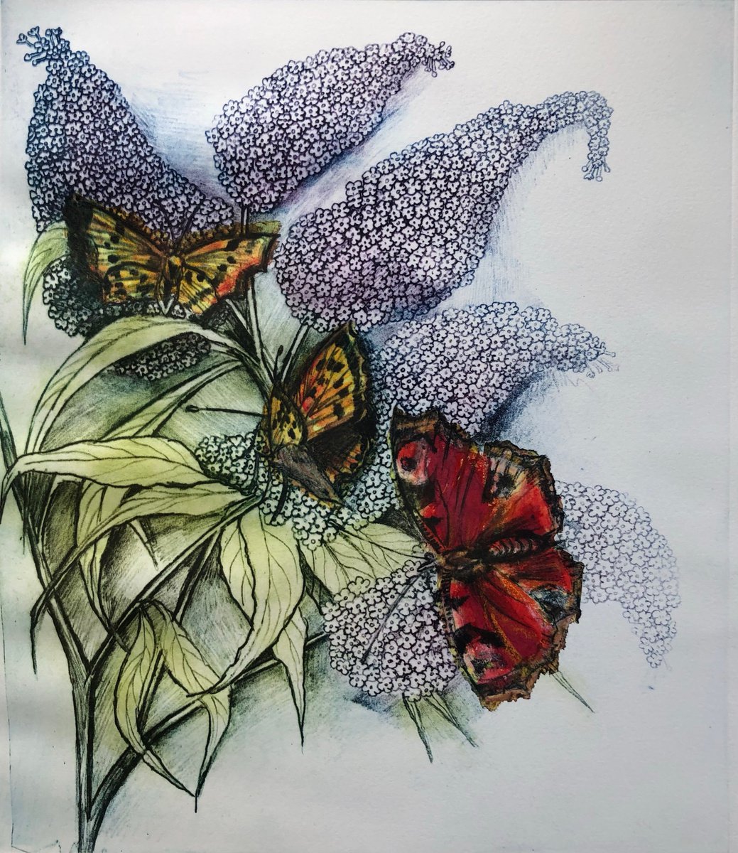 Butterfly Bush by Marian Carter