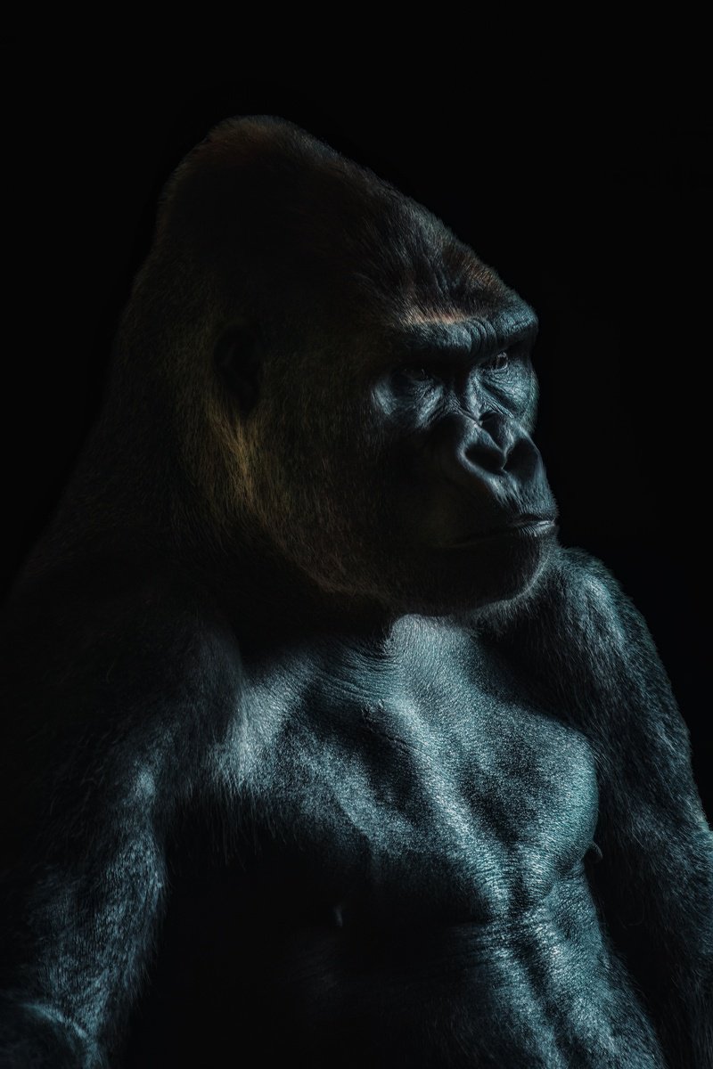 Animal Photograph By Paul Nash, 16 X 24", Gorilla Portrait, Original Artwork