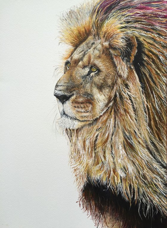 Majesty - Portrait of a Lion
