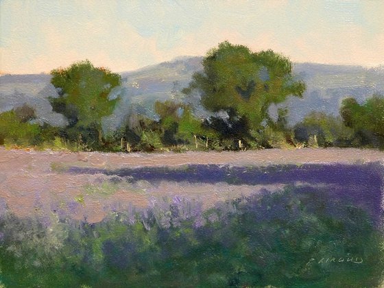 Lavender Fields near Mison