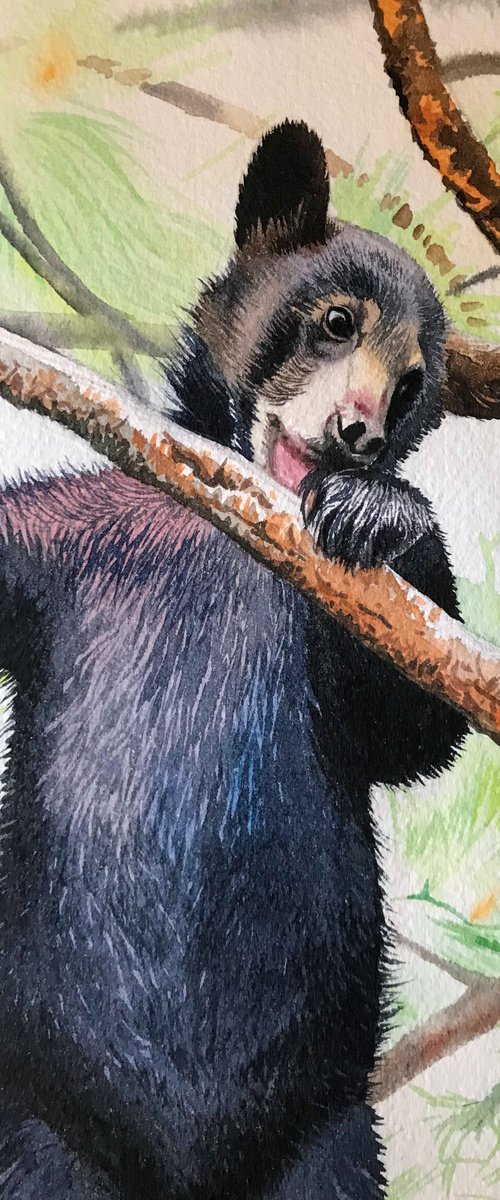 Bear-cub on a branch by Kakajan Charyyev