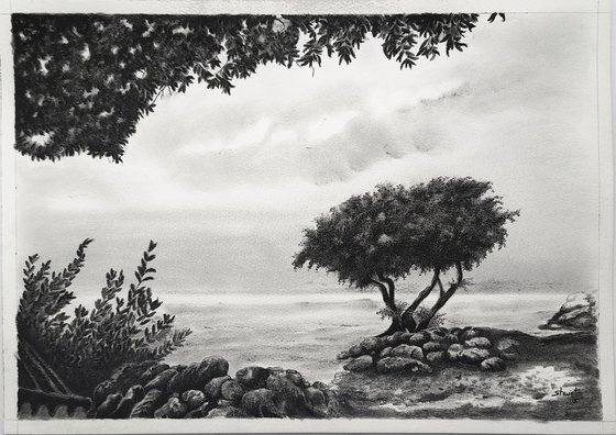 Coastal Monterey Cypress Tree
