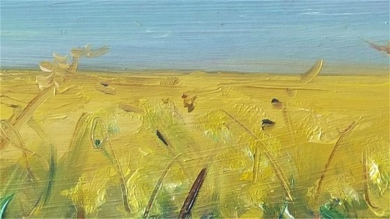 Yellow haze horizon  - summer fields and blue skies
