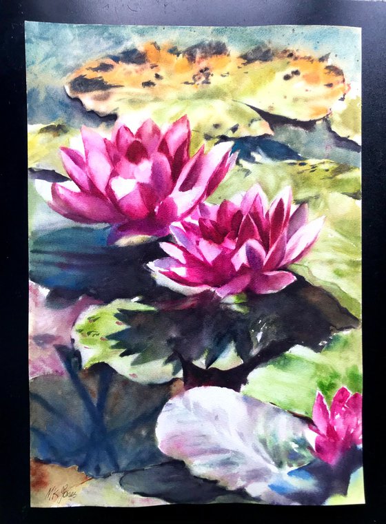 Lilies in the pond