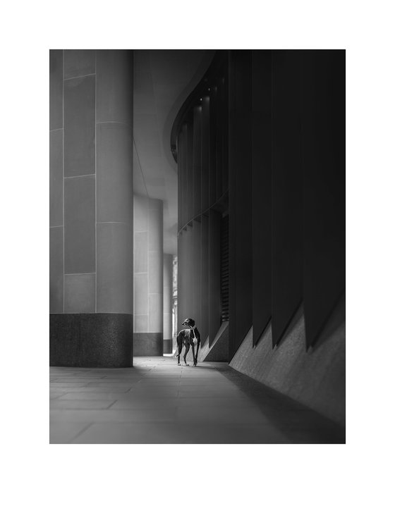 Greyhounds of London I