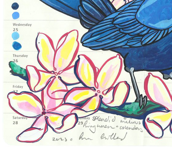 Birds of Australia: Splendid Fairywren and Clematis