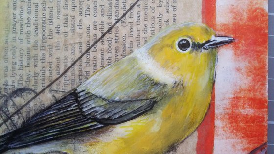 Yellow warbler - Ornithology #6 - Framed ready to hang original painting