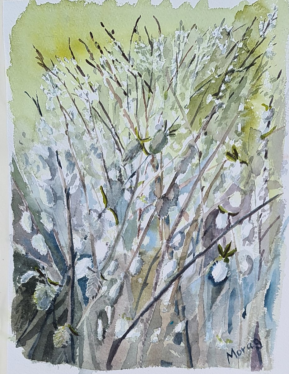 Willow Catkins by Morag Paul