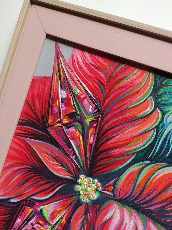 Poinsettia