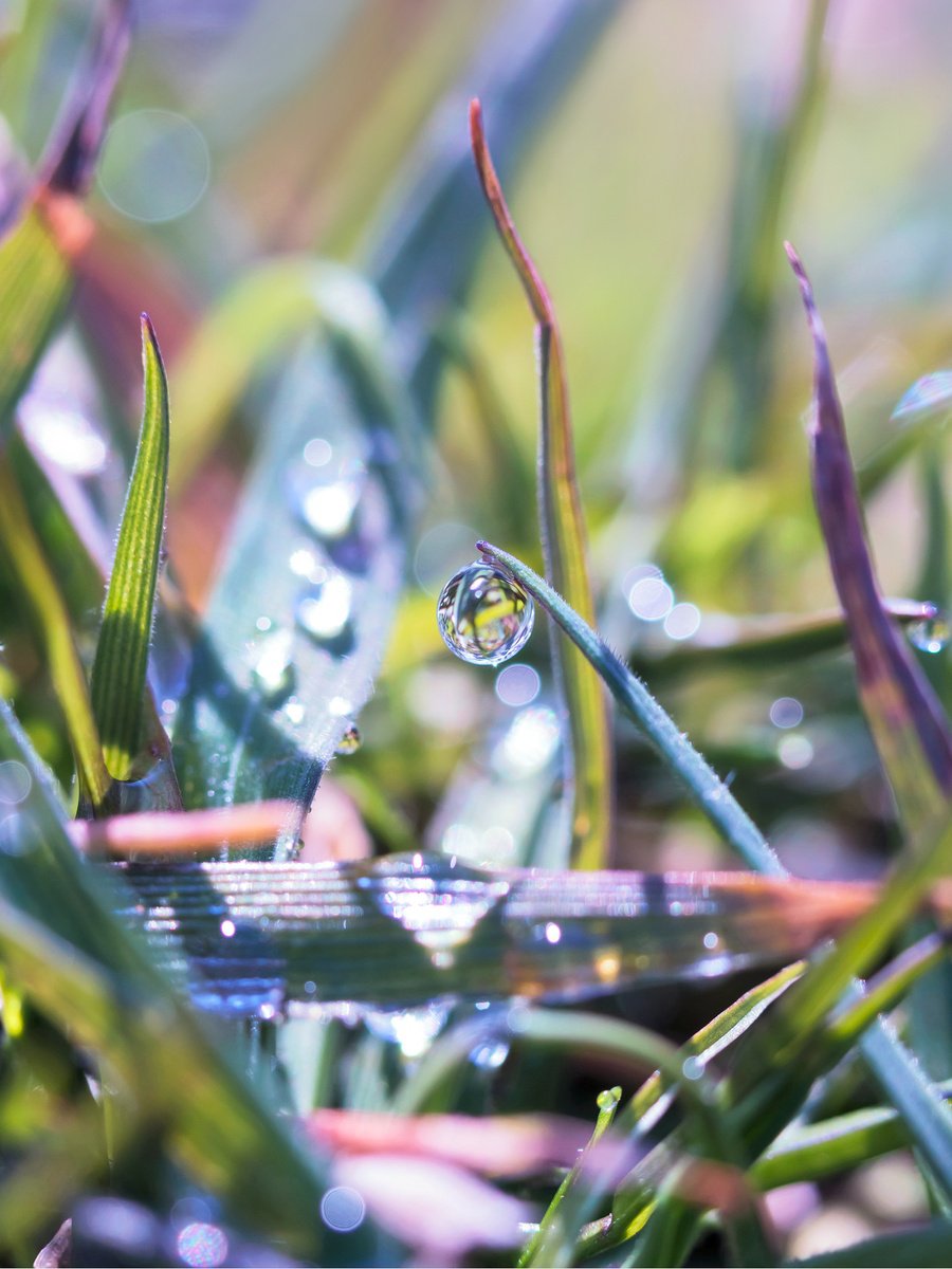 Rainbow morning - dreamy macro photography of dewdrops in the grass. by Inna Etuvgi