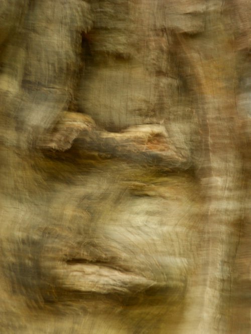 Tronc d'arbre..... by Philippe berthier