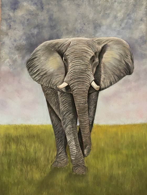 African elephant