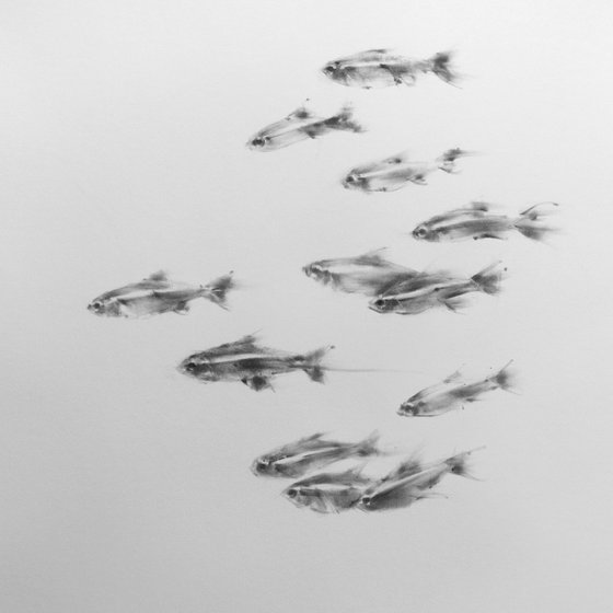 12 Tetras