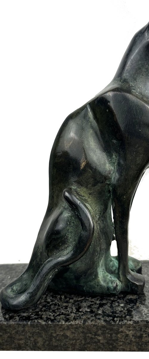 Cat by Toth Kristof
