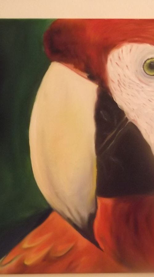Scarlet Macaw by Timea  Valsami