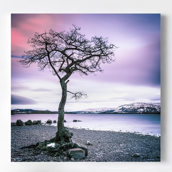 The Little Tree -  Scottish Highlands