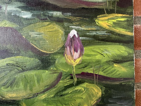 Water Lily Buds