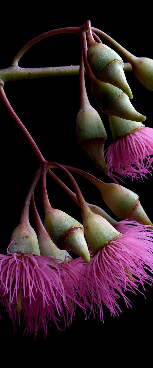 Eucalyptus Rosea Blossoms by Nadia Culph