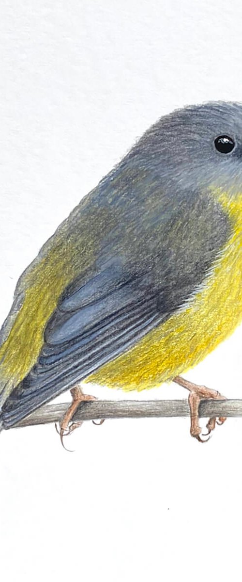 Eastern Yellow Robin by Amanda Gosse