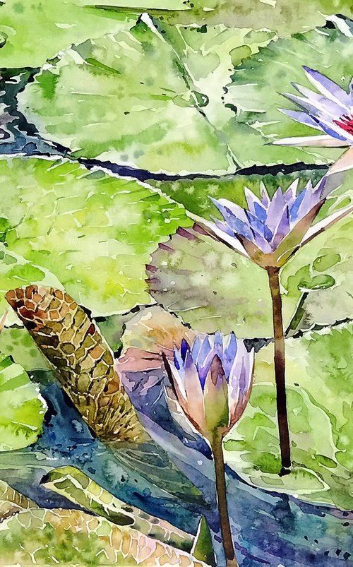 Dancing water lilies by Raji Pavithran