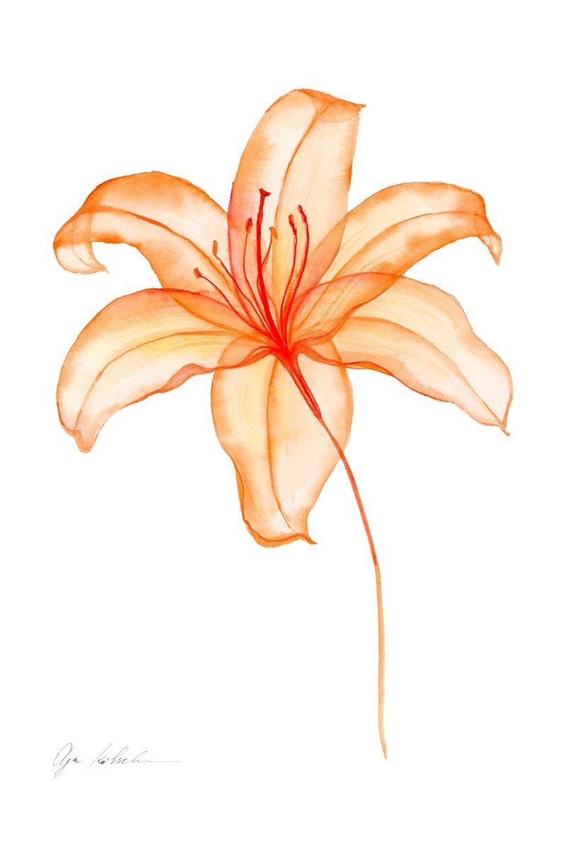 Illustrative Botanical Watercolour By Olga Koelsch, 9 X 12", Transparent Tiger Lily, Original Artwork