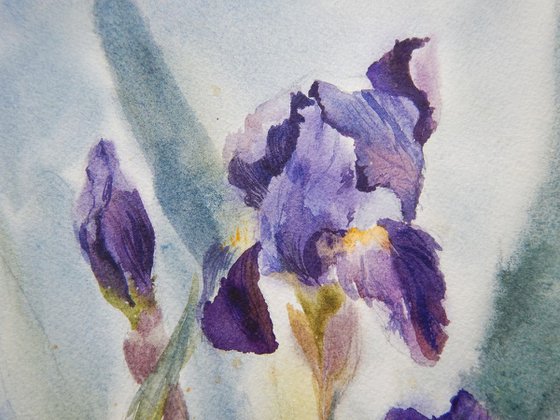 Evening. Irises