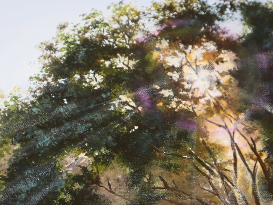 Sunlight Through River Trees