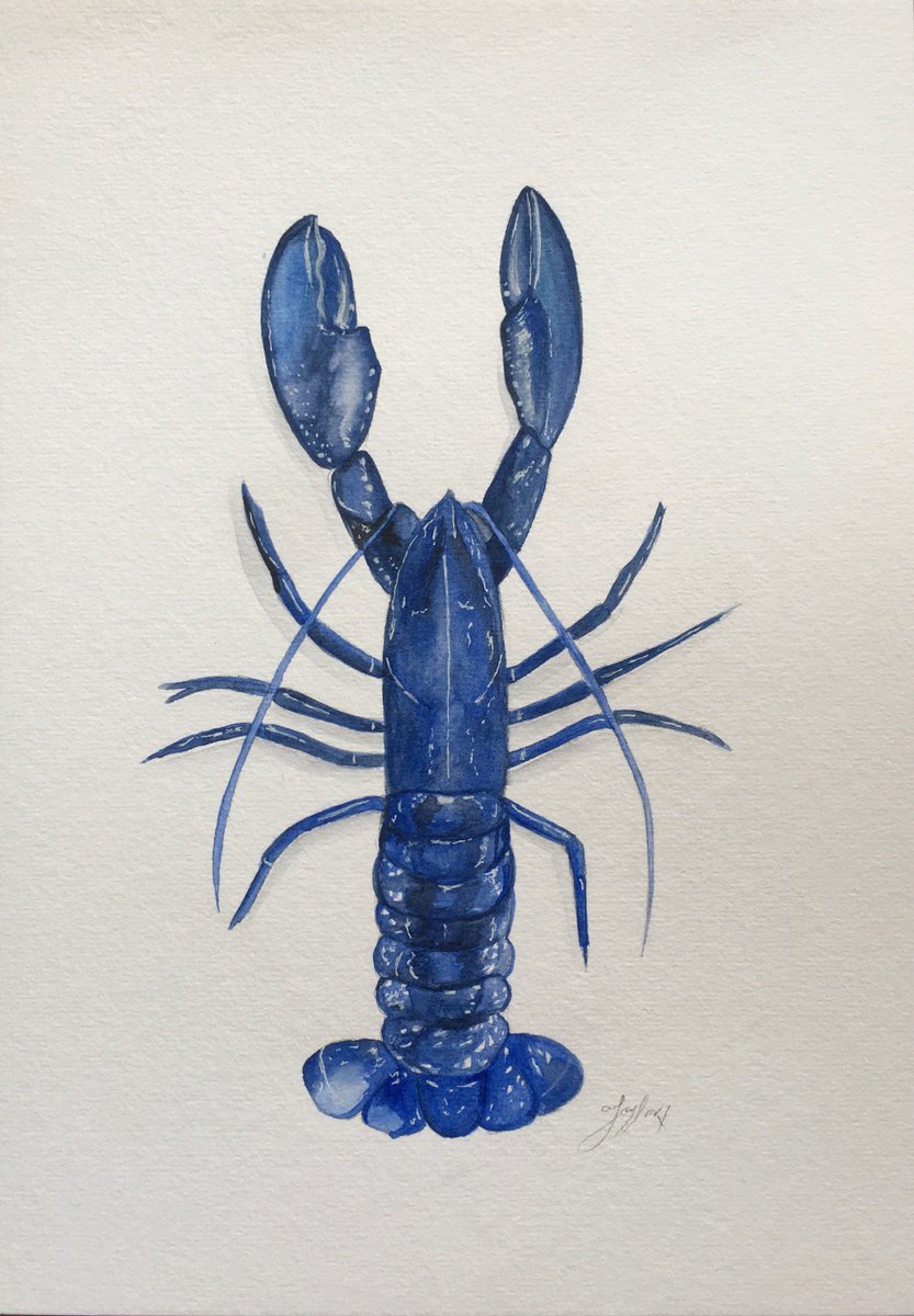 Blue lobster by Amelia Taylor